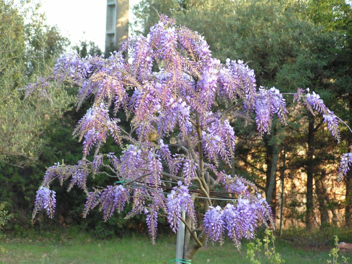 Le Jardin Des Selves Bed & Breakfast Draguignan Luaran gambar